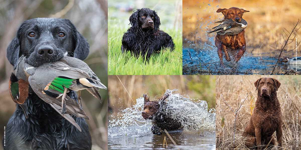 Waterfowl 2025 hunting dogs